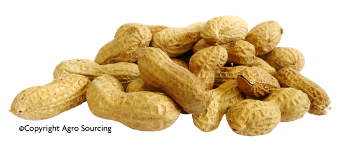 Pépite -- Arachides bio en coque Vrac (origine Egypte) - 2 x 2,5 kg